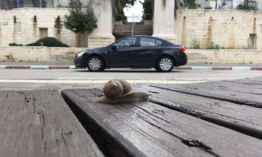 הזוכה במקום הראשון בבתי הספר העל היסודיים. תחרות ילד.טבע.עיר (צילום: ליאורה קרני)