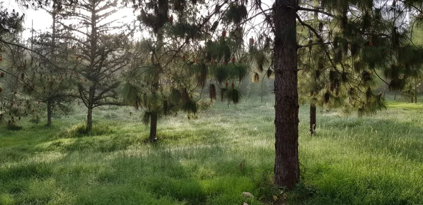 יער בן שמן (צילום: נטע לסקה מזרחי, קק"ל)
