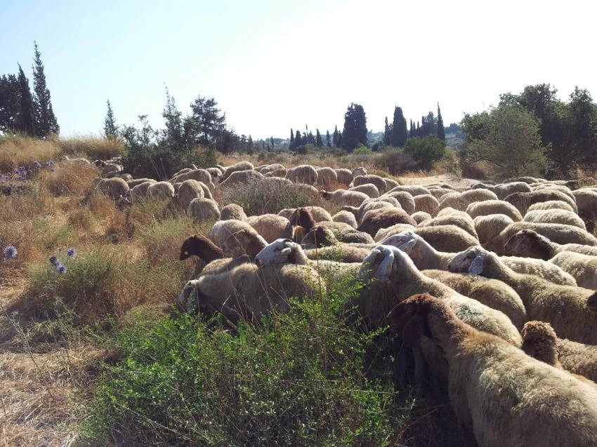 עדר הכבשים (צילום: דוברות עיריית מודיעין מכבים רעות)