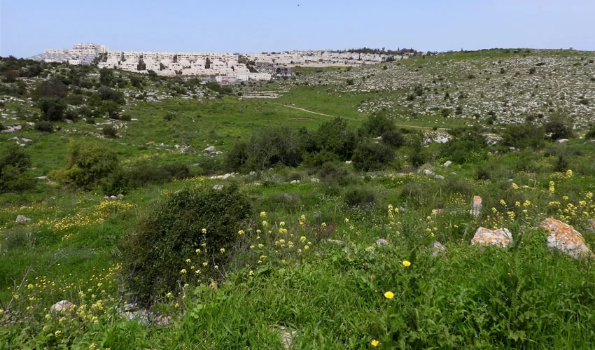 הגבעות הדרומיות, סמוך למודיעין (צילום: דב גרינבלט, החברה להגנת הטבע)